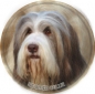 Bearded Collie