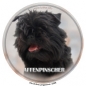 Affenpinscher