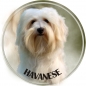 Havanese