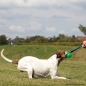 Chewball M mit Bungee-Seil Ø 7 cm