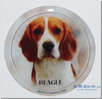 Beagle Motiv 1