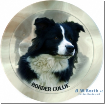 Border Collie 2