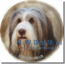 Bearded Collie