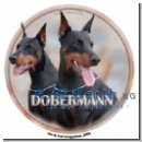 Dobermann Motiv 4